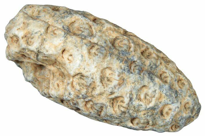 Fossil Cycadophyte Seed Cone - Boujdour, Morocco #325288